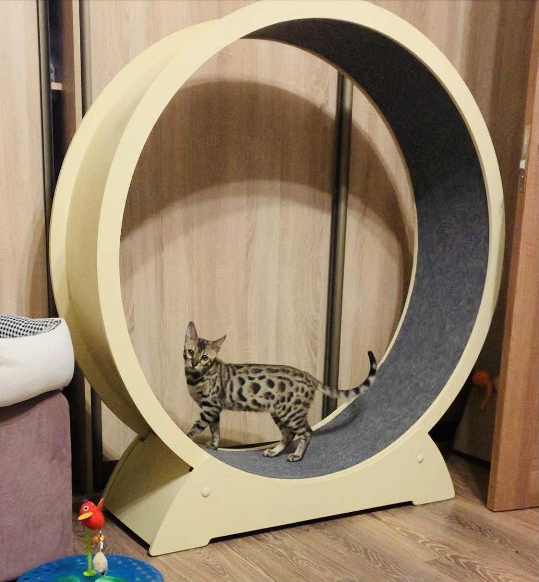 Running wheel for cats - 抓板/跳台 - 木头 白色