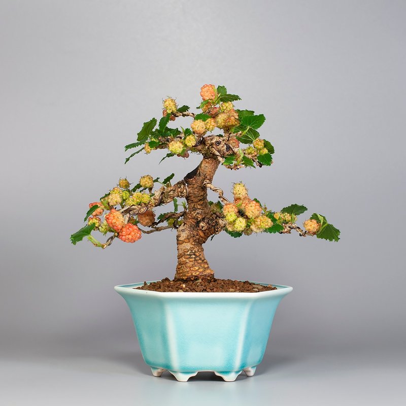 【小品盆景】姬桑梓 花果盆景 - 植栽/盆栽 - 植物．花 
