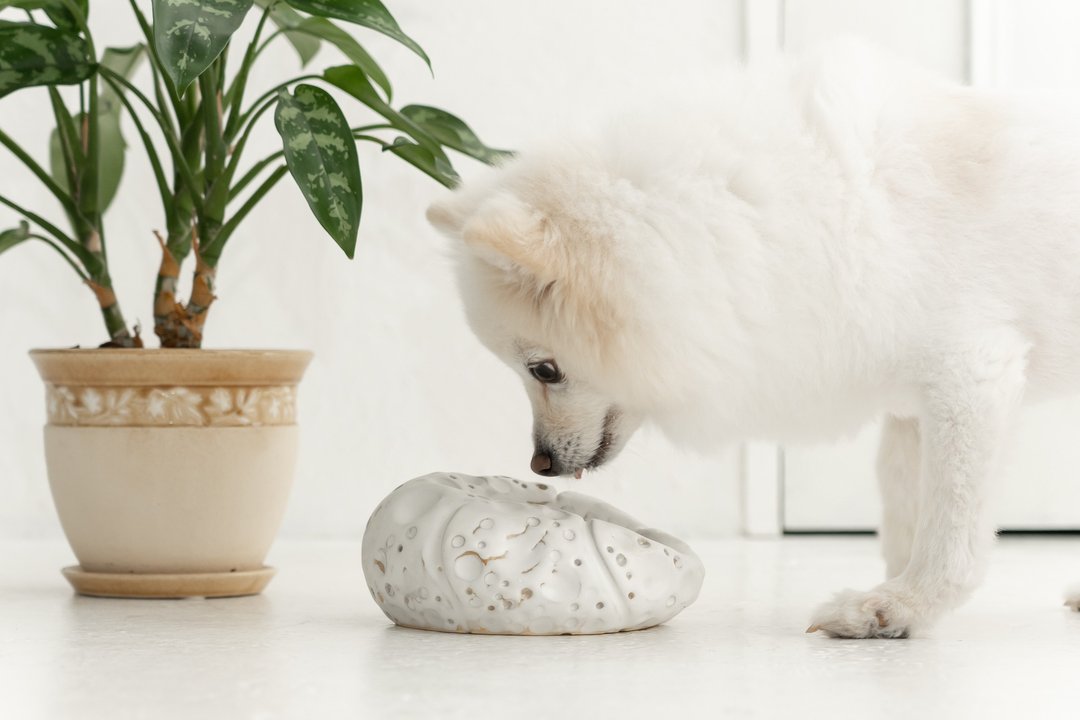Pumpkin pet bowl, Cat bowl,Dog bowl,Puppies bowl,Food bowl - 碗/碗架 - 陶 白色