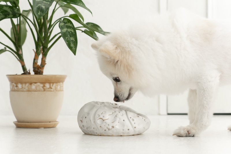 Pumpkin pet bowl, Cat bowl,Dog bowl,Puppies bowl,Food bowl - 碗/碗架 - 陶 白色