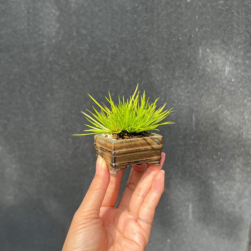 日本黄金姬石菖蒲∣经典山野草 豆盆栽 - 植栽/盆栽 - 瓷 