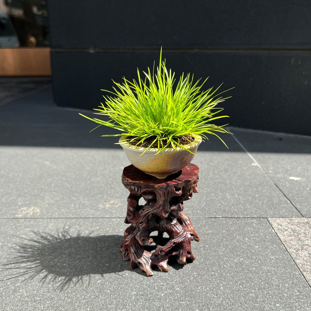 日本黄金姬石菖蒲∣柴烧钵香氛山野草 豆盆栽 - 植栽/盆栽 - 陶 