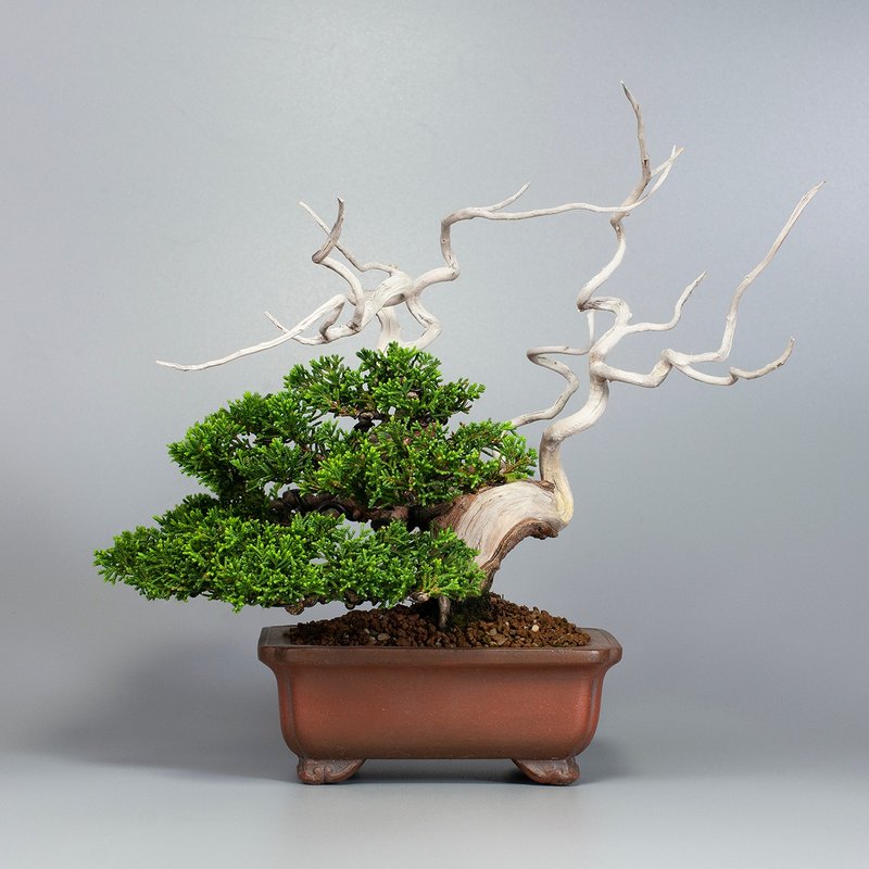 【日本进口盆景】系鱼川真柏 精品盆栽 送礼推荐 - 植栽/盆栽 - 植物．花 