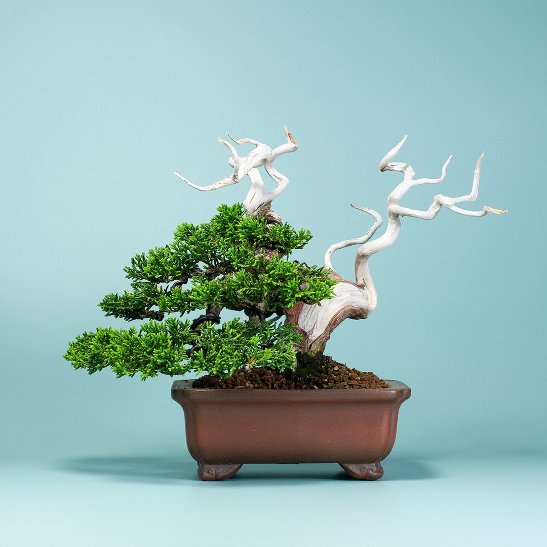 【日本进口盆景】系鱼川真柏 精品盆栽 送礼推荐 - 植栽/盆栽 - 植物．花 