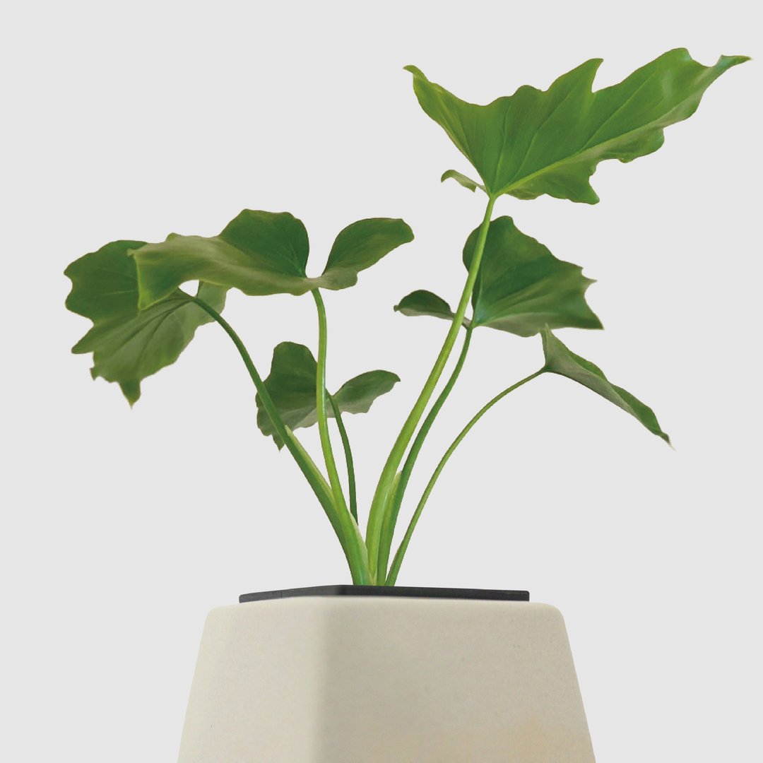 │ 方盆系列 │春羽蔓绿绒 - 观叶 水耕植物 室内 陶瓷盆栽 - 植栽/盆栽 - 植物．花 