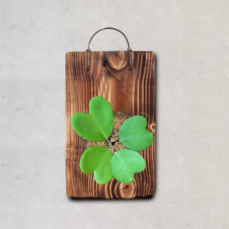 植栽 室内盆栽 爱心形状 植物 心叶球兰 上板 - 植栽/盆栽 - 木头 绿色