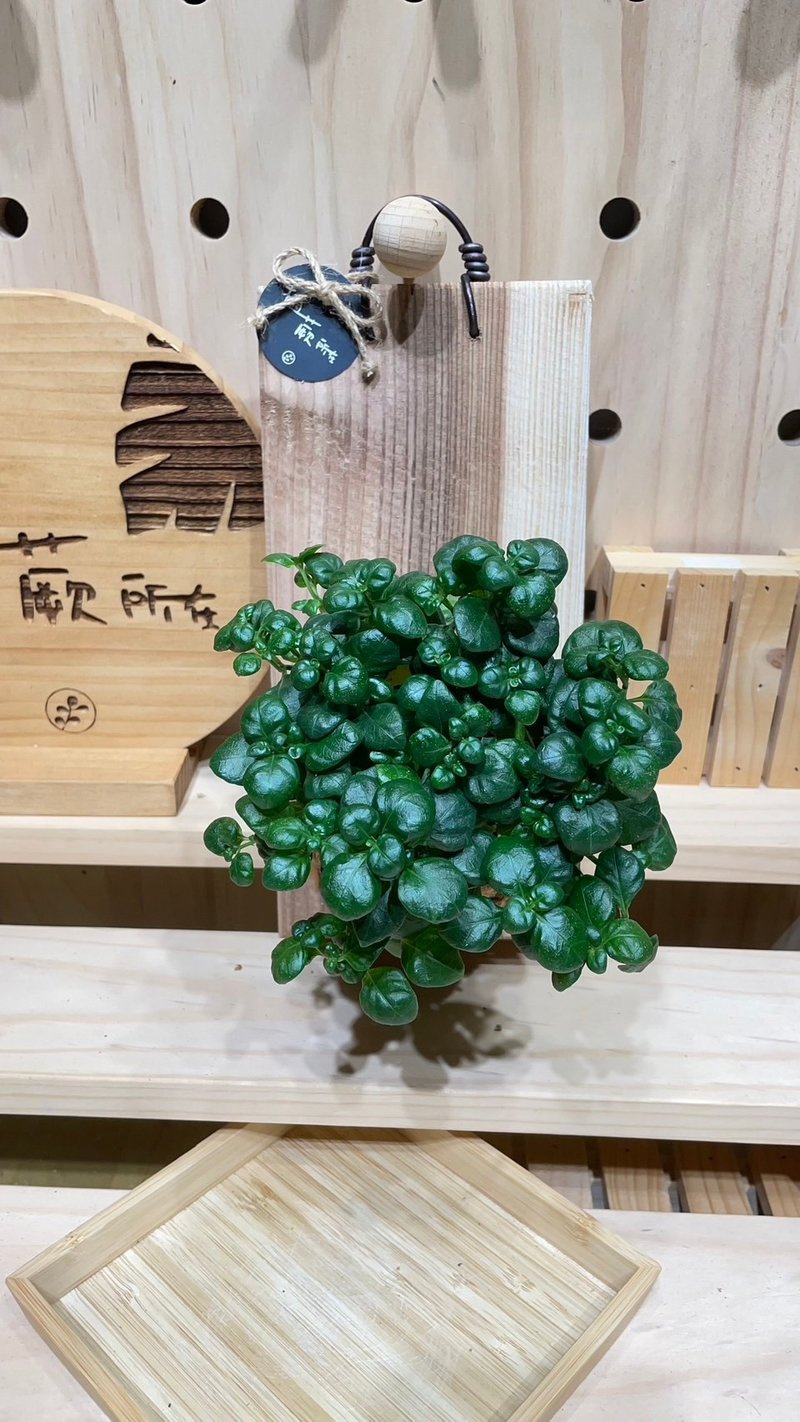 植蕨所在 弹簧草 阳台装饰 墙面摆设 上板植物 水苔植物 水苔 - 植栽/盆栽 - 植物．花 
