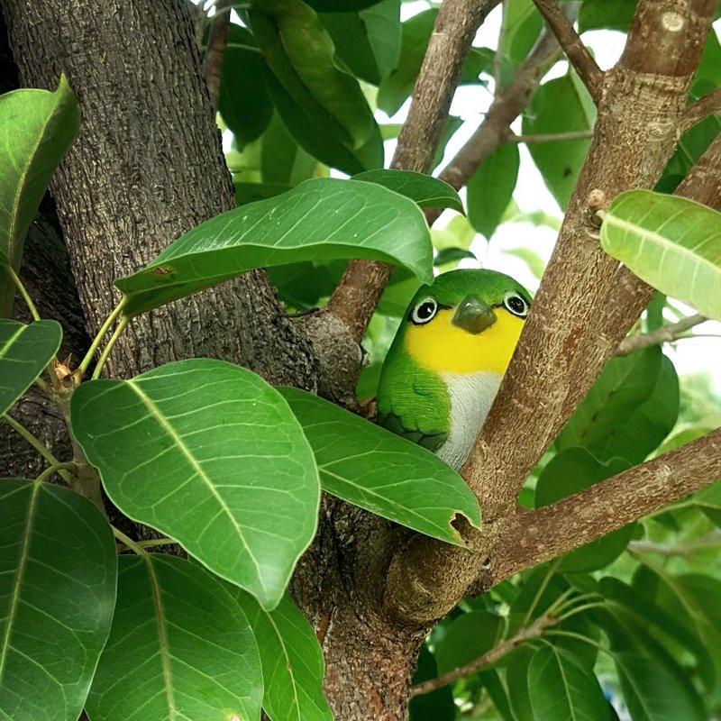 疗愈圆滚滚系列-绿绣眼(Japanese white-eye) - 摆饰 - 塑料 