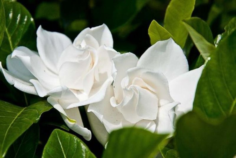 【天然纯精油】栀子花花香油 (扩香用) | 安神 舒压 | 香港蒸馏所 - 香薰/精油/线香 - 浓缩/萃取物 透明