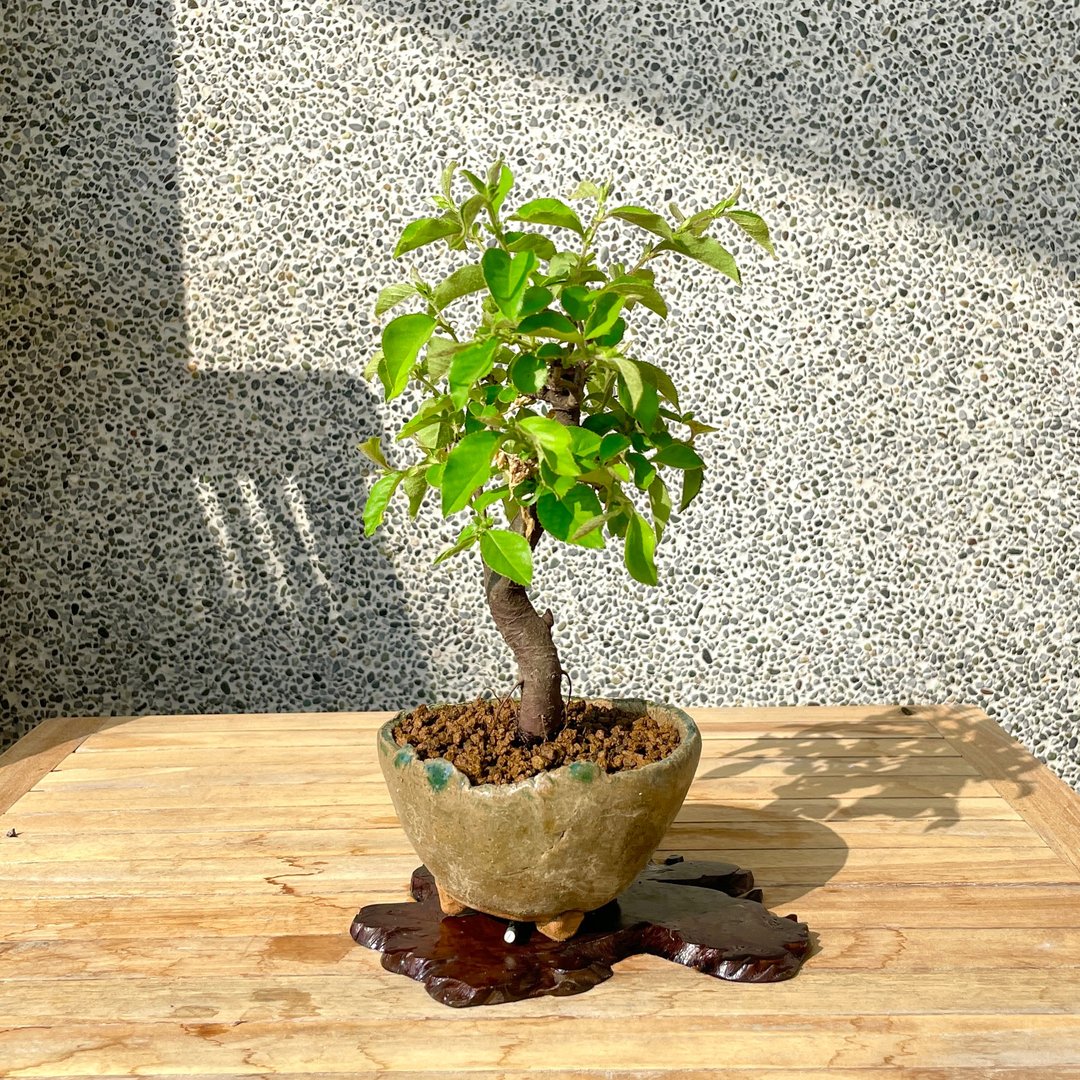 小品盆栽-日本花梨 盆景 送礼 - 植栽/盆栽 - 植物．花 