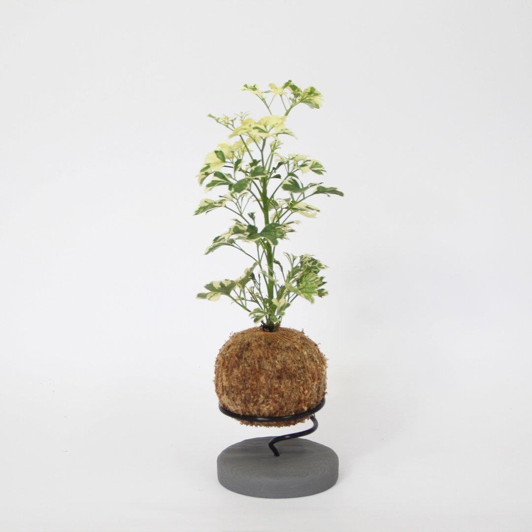 微一设计/雪花福禄桐苔球+水泥底座 - 植栽/盆栽 - 植物．花 绿色
