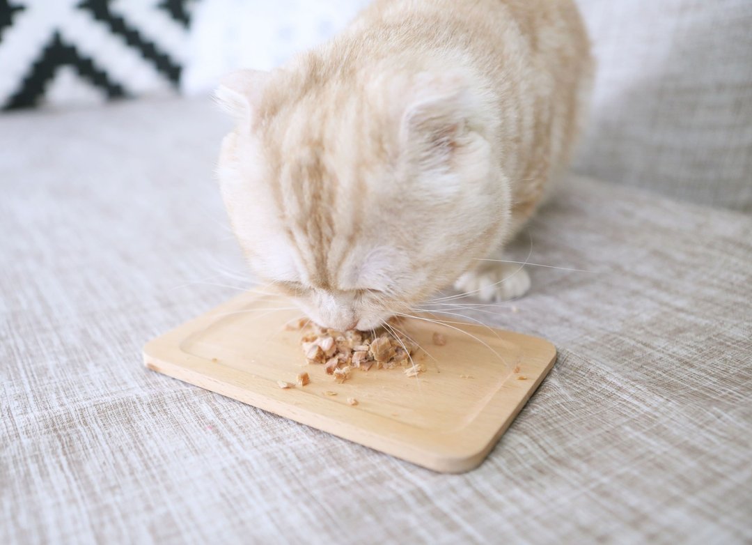 毛寻味-宠物鲜食鲔鱼排 - 猫罐头/鲜食 - 其他材质 蓝色