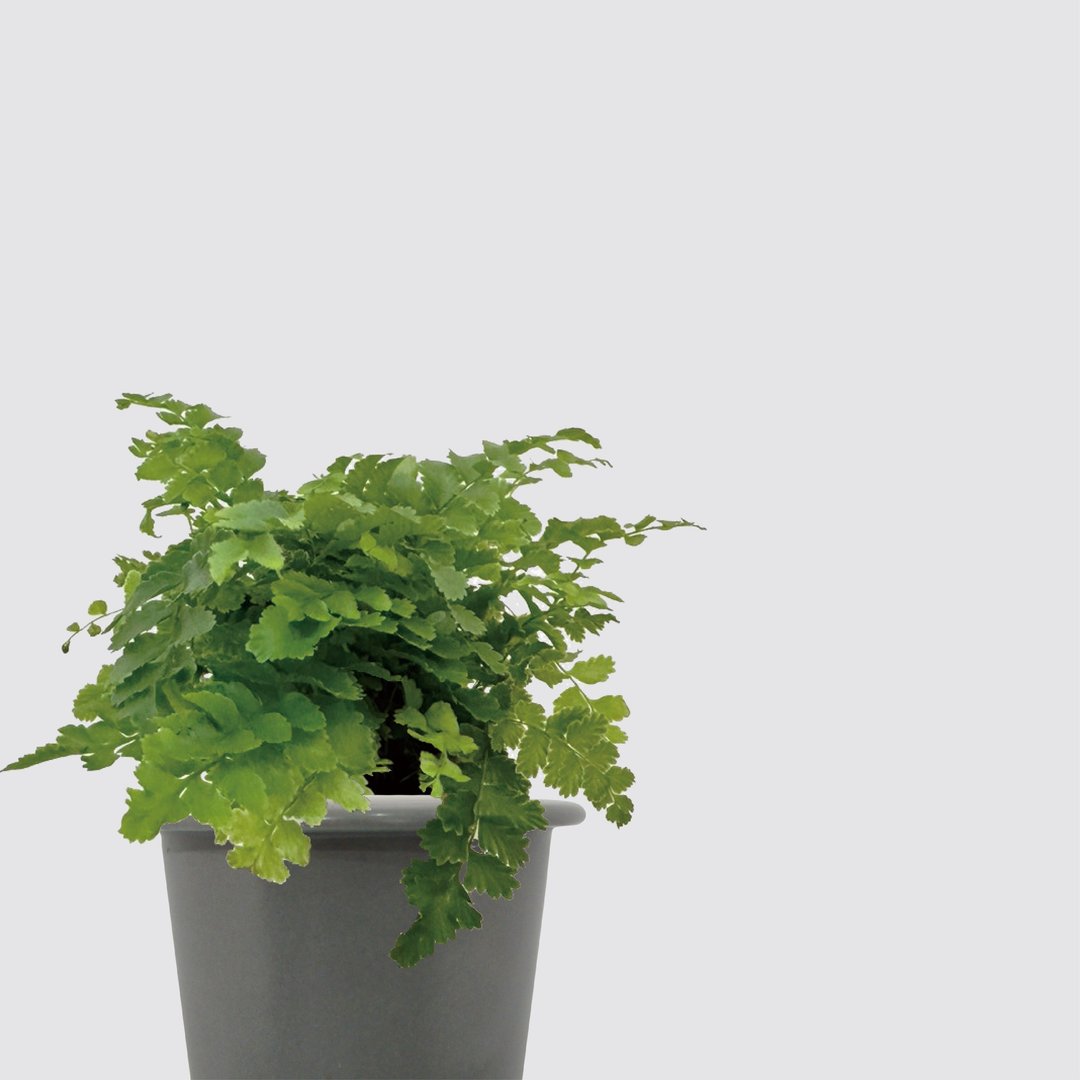 │ 窑瓷系列 │ 澎湖蕨 -  空气净化 蕨类 瓷器 水耕盆栽 - 植栽/盆栽 - 植物．花 