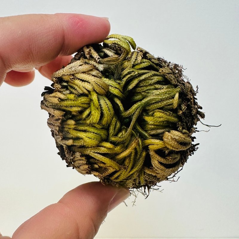 沙漠植物款 神奇复活草 复活花 耶利哥的玫瑰 圣玛丽之花 - 植栽/盆栽 - 植物．花 绿色
