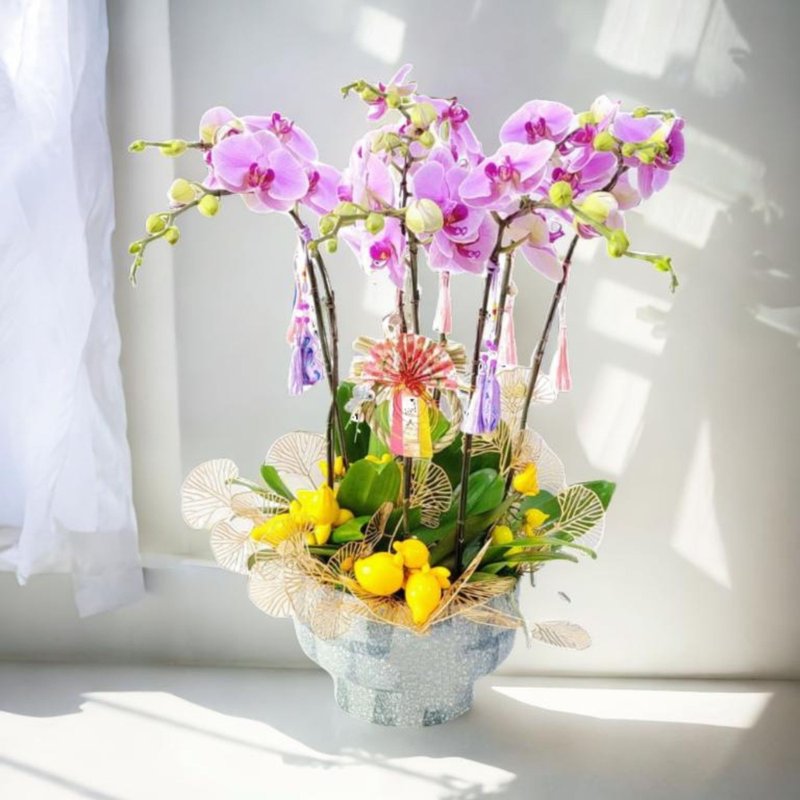 格兰花店 - 温文尔雅蝴蝶兰大花8棵 (GF00312) - 植栽/盆栽 - 植物．花 