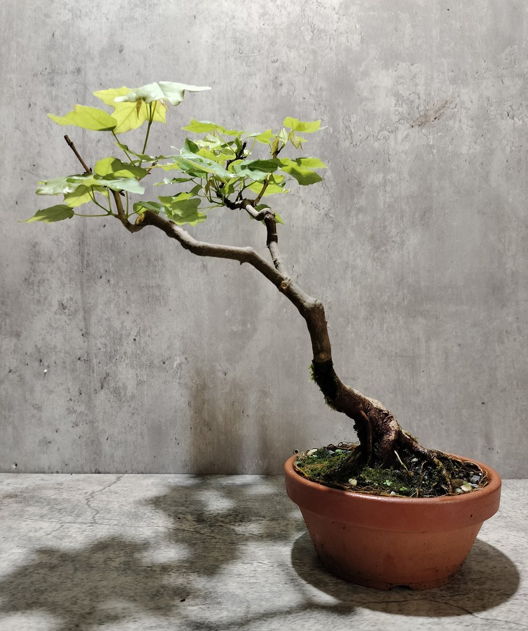 陶盆台湾三角枫 - 植栽/盆栽 - 植物．花 