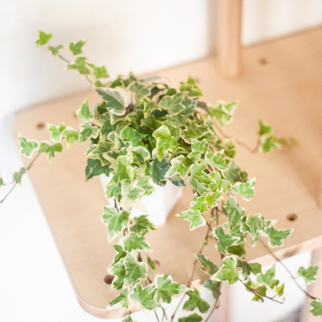 斑叶常春藤 | 耐阴植栽 | 居家布置 | 办公室盆栽 - 植栽/盆栽 - 植物．花 绿色