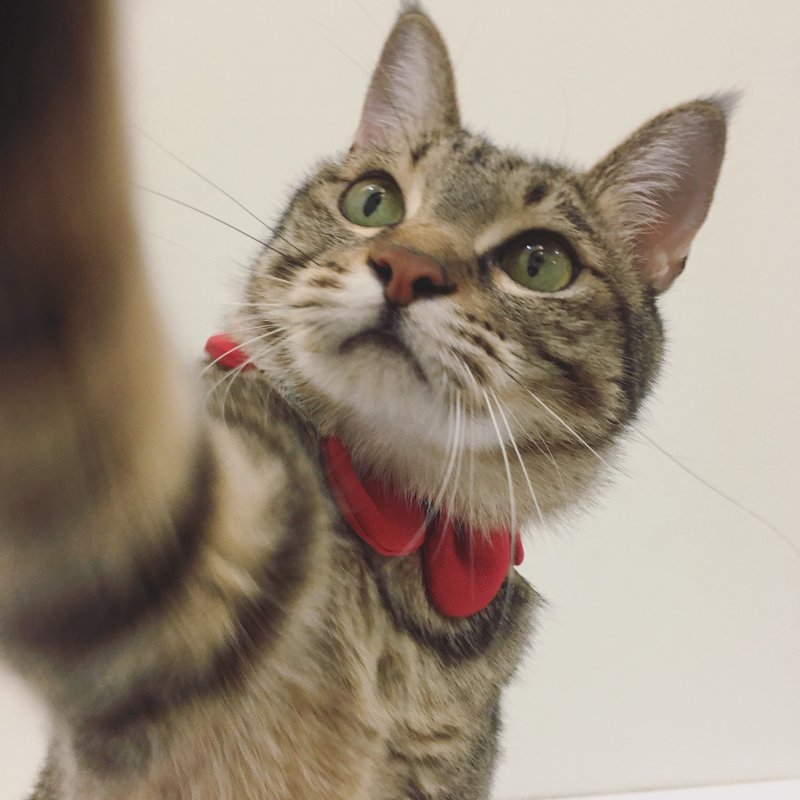 一朵花领巾 -【 银朱 红 】 - 项圈/牵绳 - 棉．麻 红色