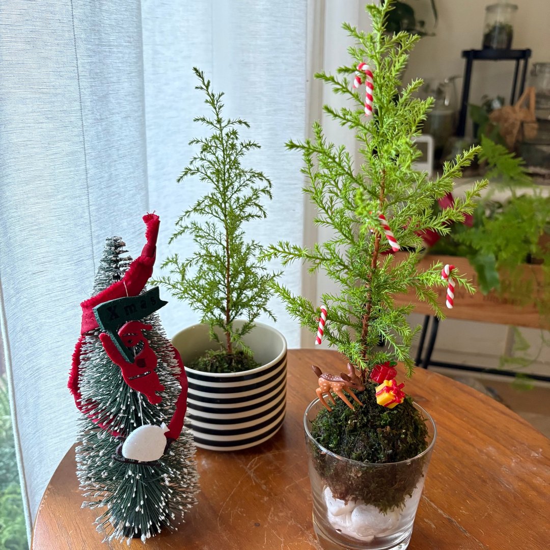 企业团体课程 | 野地圣诞小树苔球手作体验课程 - 植栽 - 植物．花 