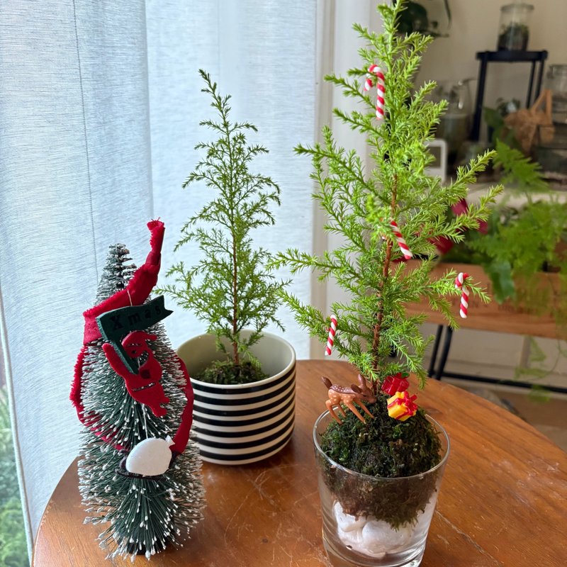 企业团体课程 | 野地圣诞小树苔球手作体验课程 - 植栽 - 植物．花 