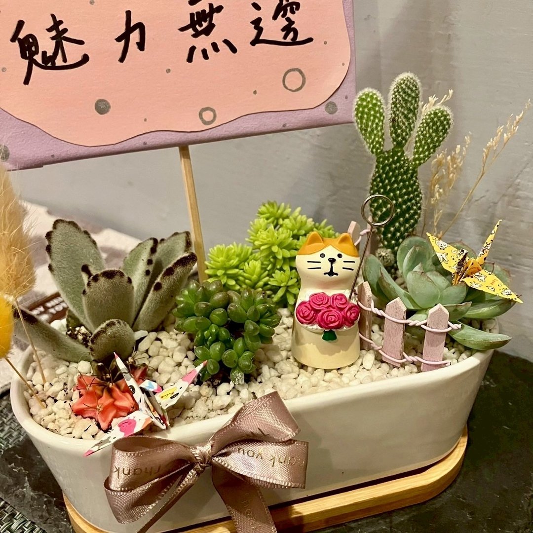 捧花猫 台中 多肉组盆 多肉植物 植栽送礼 母亲节送礼 圣诞节 猫 - 植栽/盆栽 - 植物．花 绿色
