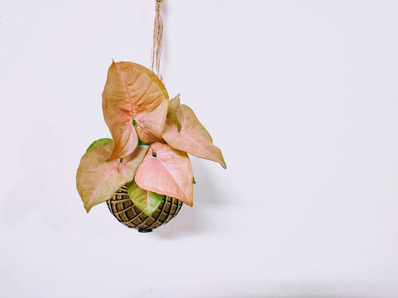 粉红佳人合果芋苔球│板植│室内植物│窗边植物│观叶植物 - 植栽/盆栽 - 植物．花 粉红色