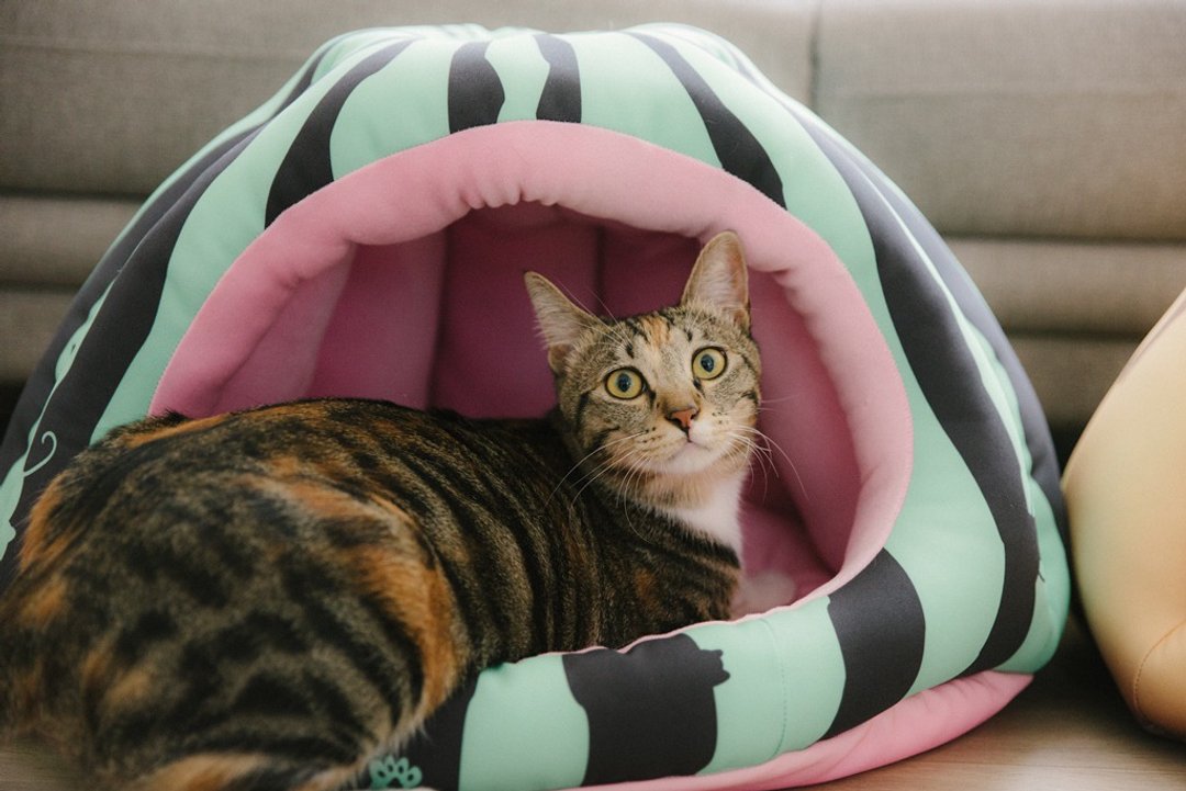 大暖屋 - 猫咪跑到西瓜田里 猫窝 宠物床 宠物睡垫 - 床垫/笼子 - 聚酯纤维 绿色