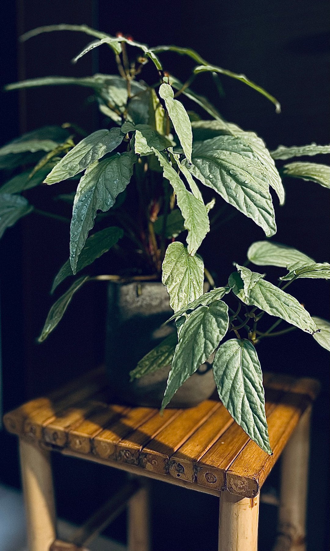 墨脱秋海棠 l 中品观叶盆栽 水泥盆 室内植栽 礼物 开幕盆栽 - 植栽/盆栽 - 植物．花 