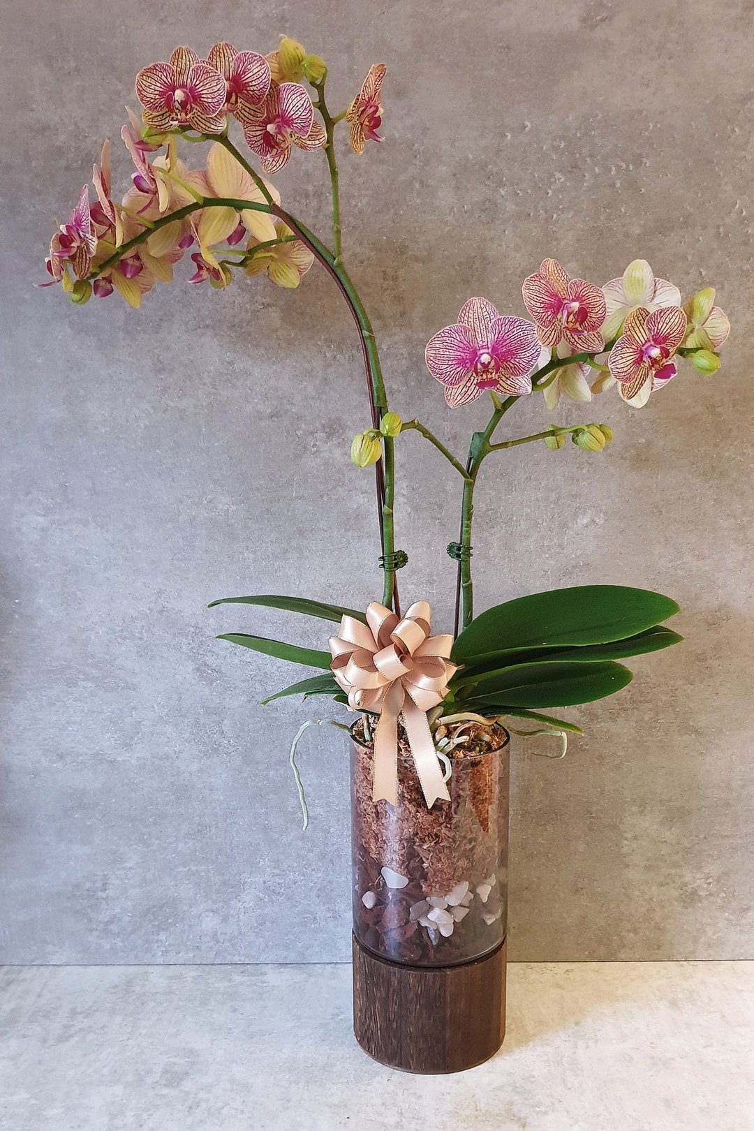 【礼品花盆】Pine粉紫纹蝴蝶兰P-Orchid-002 - 植栽/盆栽 - 玻璃 透明