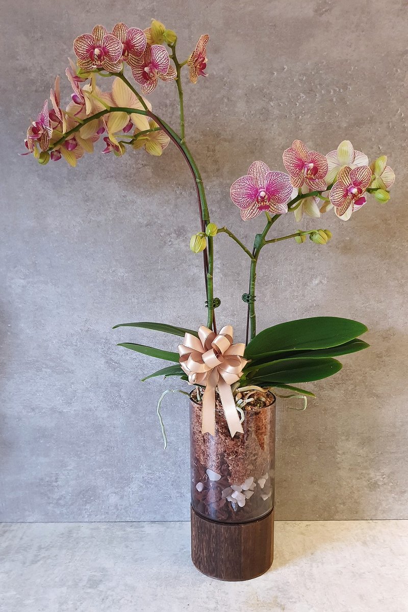 【礼品花盆】Pine粉紫纹蝴蝶兰P-Orchid-002 - 植栽/盆栽 - 玻璃 透明