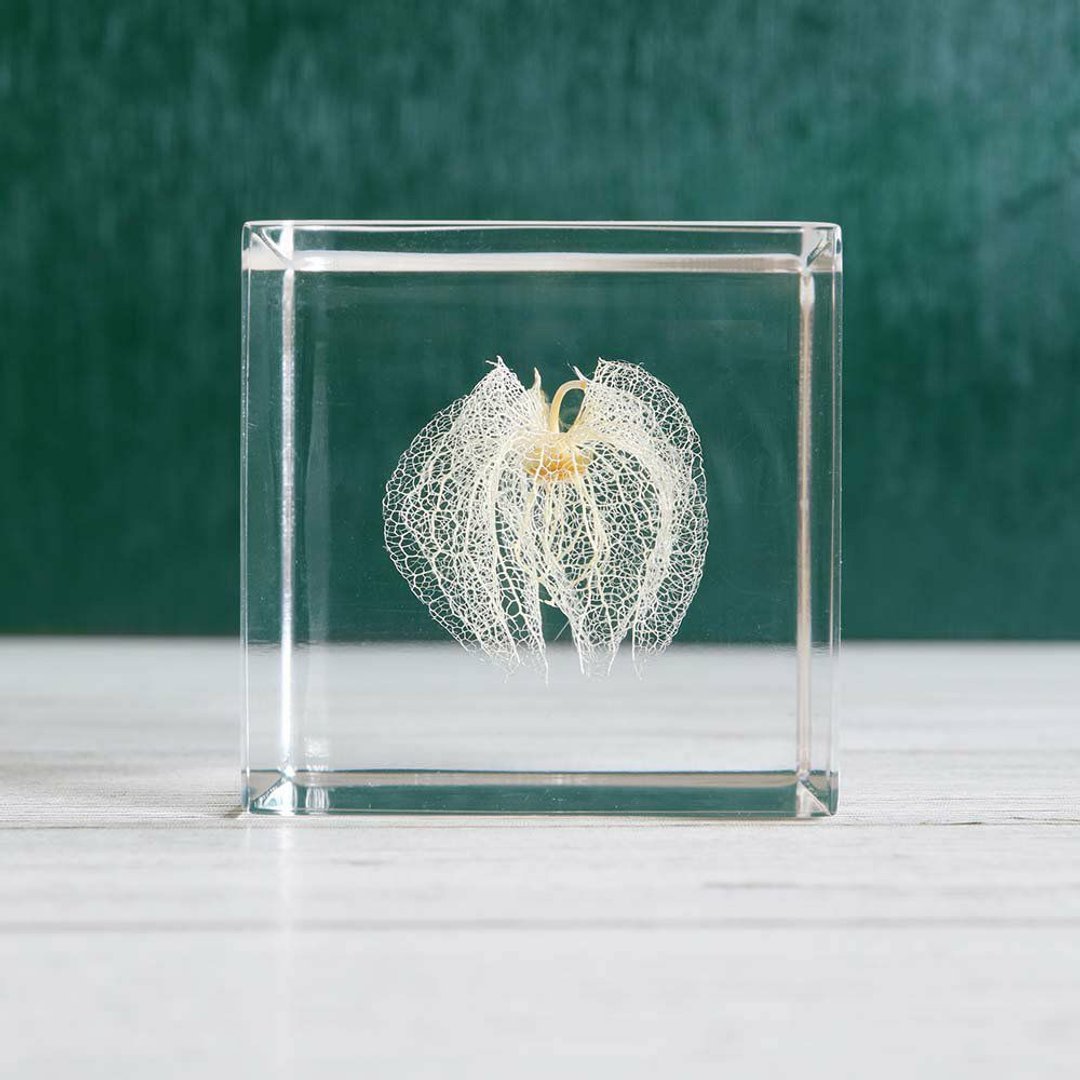 Sola cube 黑酸浆立方块_心思细腻 - 摆饰 - 植物．花 透明