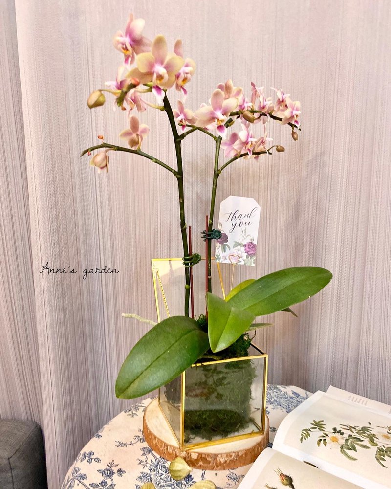 植物苔球 - 植栽/盆栽 - 植物．花 