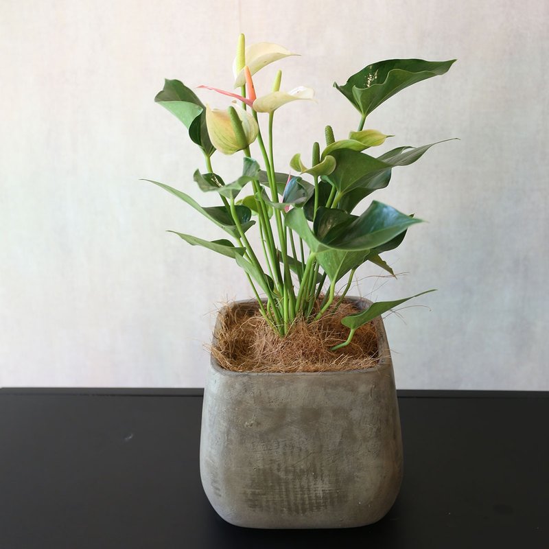 无印风格盆栽*PD75/粉红火鹤方形水泥盆/水泥盆/居家装饰好物 - 植栽/盆栽 - 植物．花 绿色