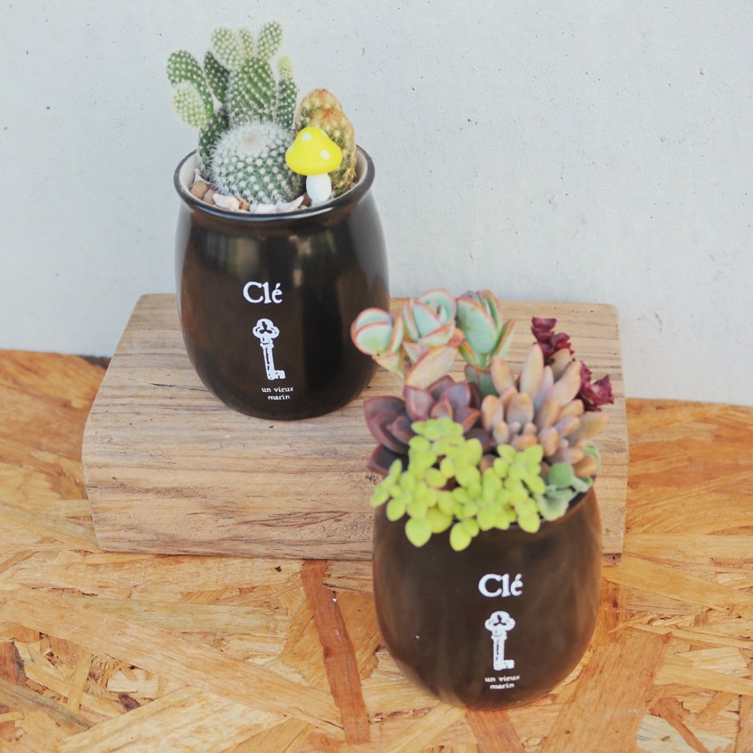豆豆多肉植物与小杂货-黑钥匙多肉植栽组合 - 植栽/盆栽 - 陶 