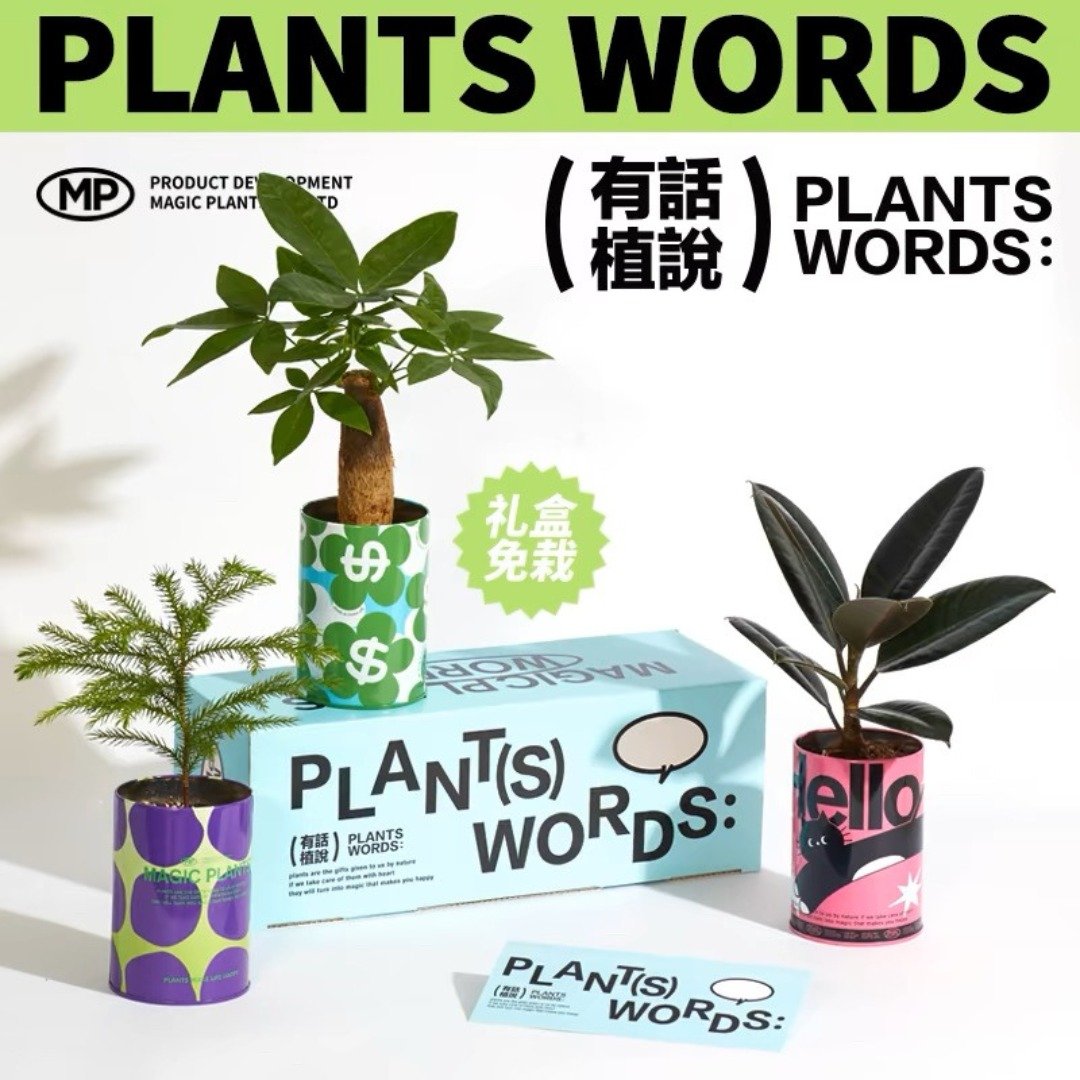 神奇植物情绪稳定发财树富贵竹植物室内盆栽办公室装饰创意礼物 - 植栽/盆栽 - 植物．花 多色