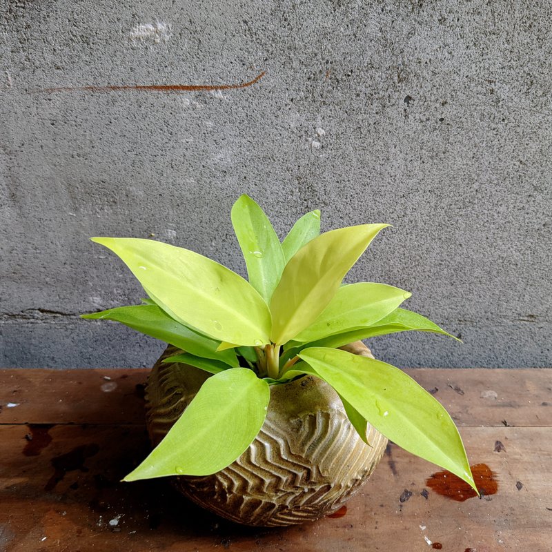 霓虹绿萝　手工陶器　植物　植栽 - 植栽/盆栽 - 植物．花 多色