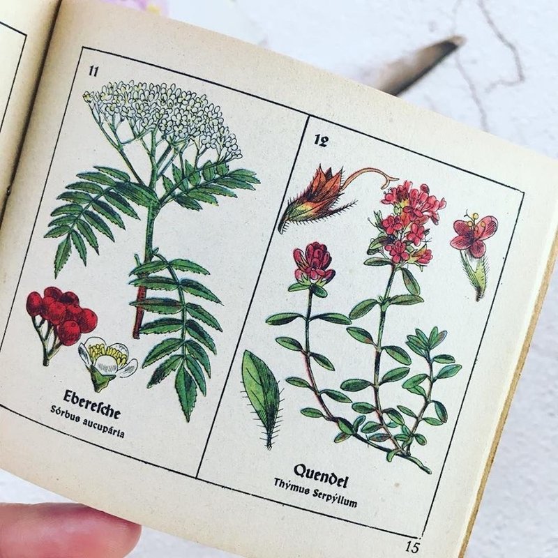 古董德国掌中图鉴 - 其他 - 纸 多色