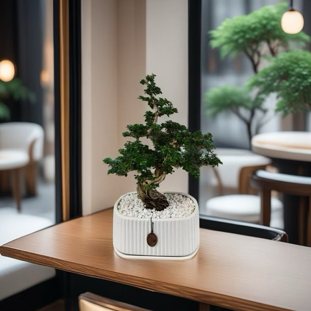 包邮【质感盆景专人雕塑】寿娘子室内桌上盆栽 开幕新居乔迁升官 - 植栽/盆栽 - 陶 