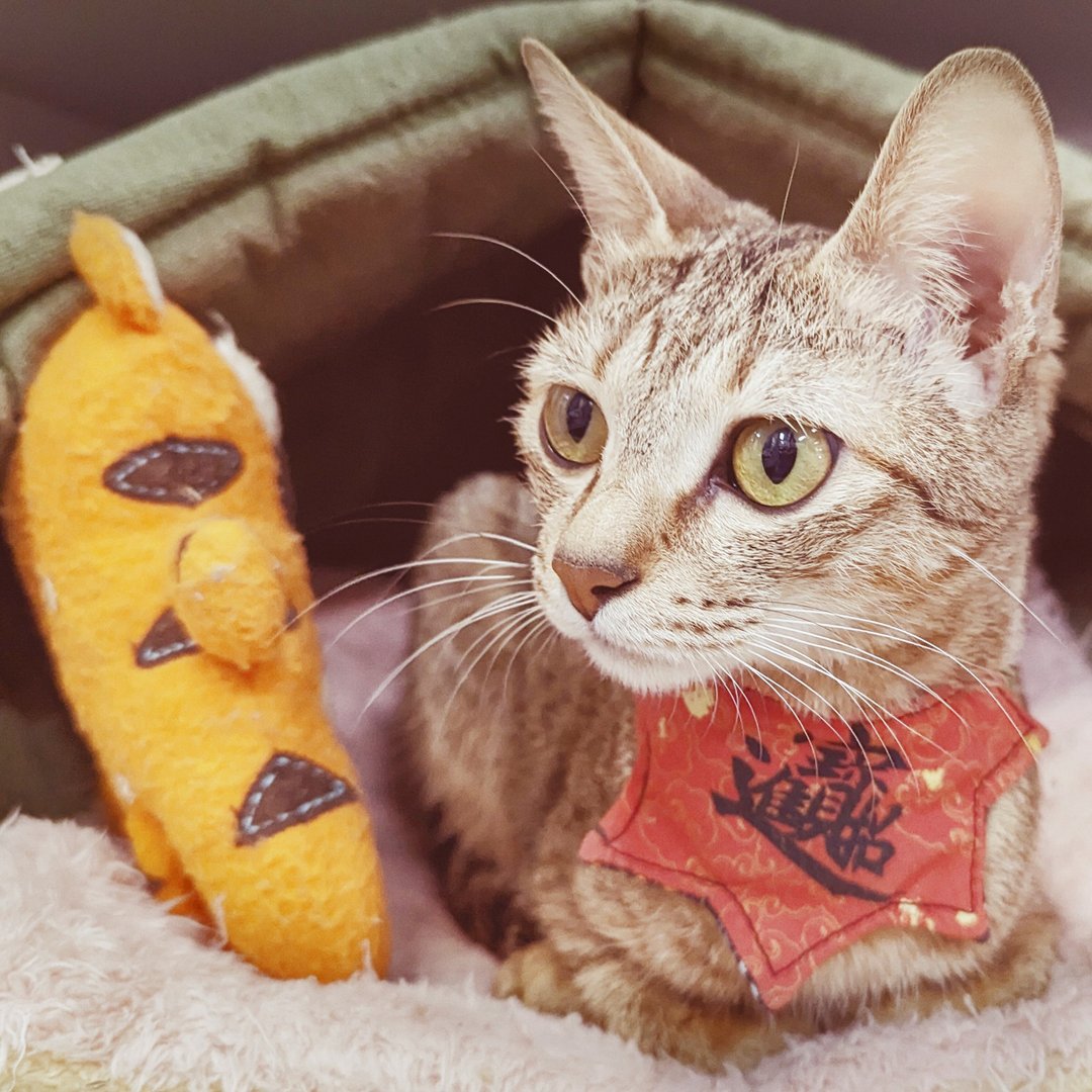双面可用 招财进宝 凤梨 宠物领巾 宠物围兜 猫咪 狗狗 猫狗领巾 - 项圈/牵绳 - 棉 红色