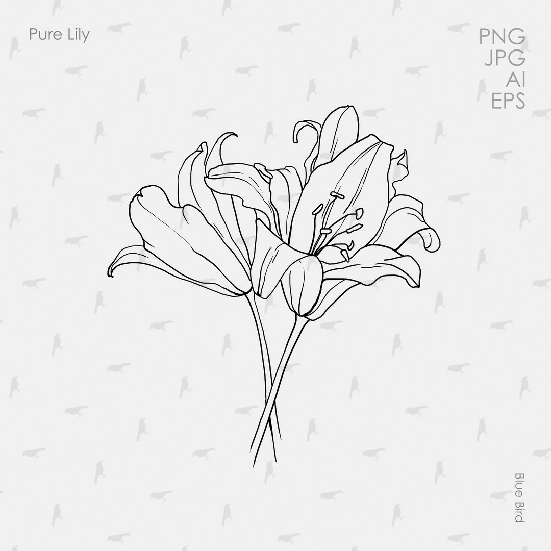Pure Lily. Botanical digital art - 其他数码设计 - 其他材质 