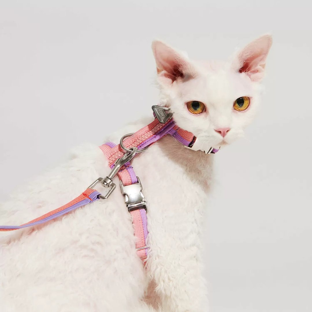 Purrre | 工字体猫咪项圈牵绳套装 - 项圈/牵绳 - 其他材质 多色