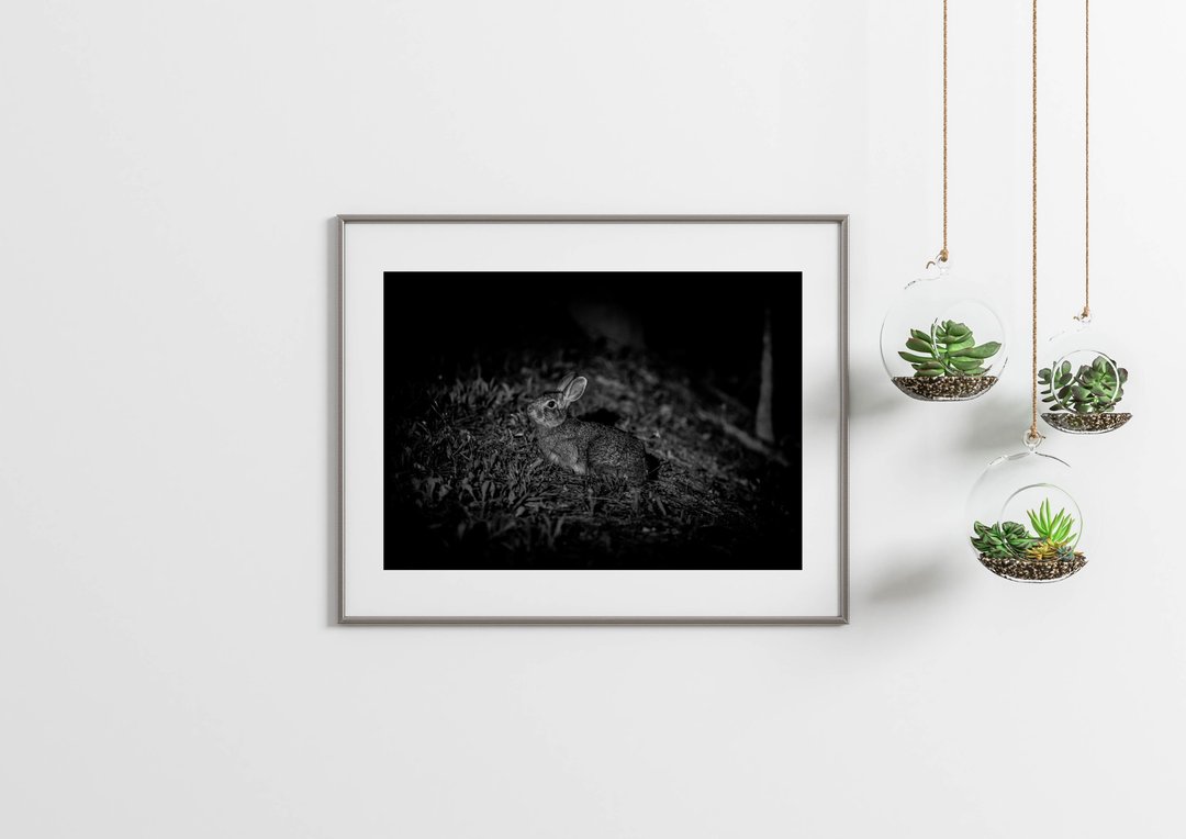 兔子摄影艺术微喷作品 - 台湾野兔01 - 海报/装饰画/版画 - 纸 粉红色