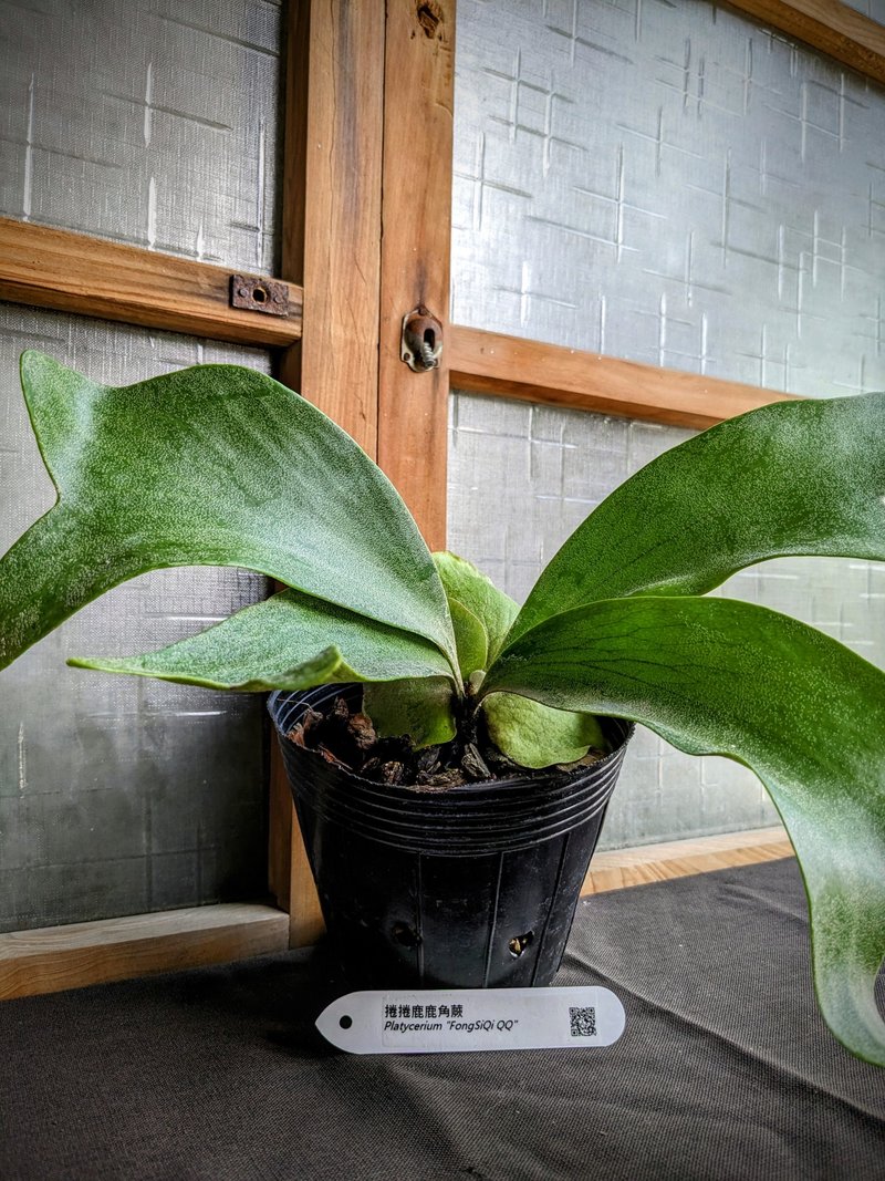 卷卷鹿鹿角蕨Platycerium 'FongSiQi QQ' - 植栽/盆栽 - 植物．花 绿色