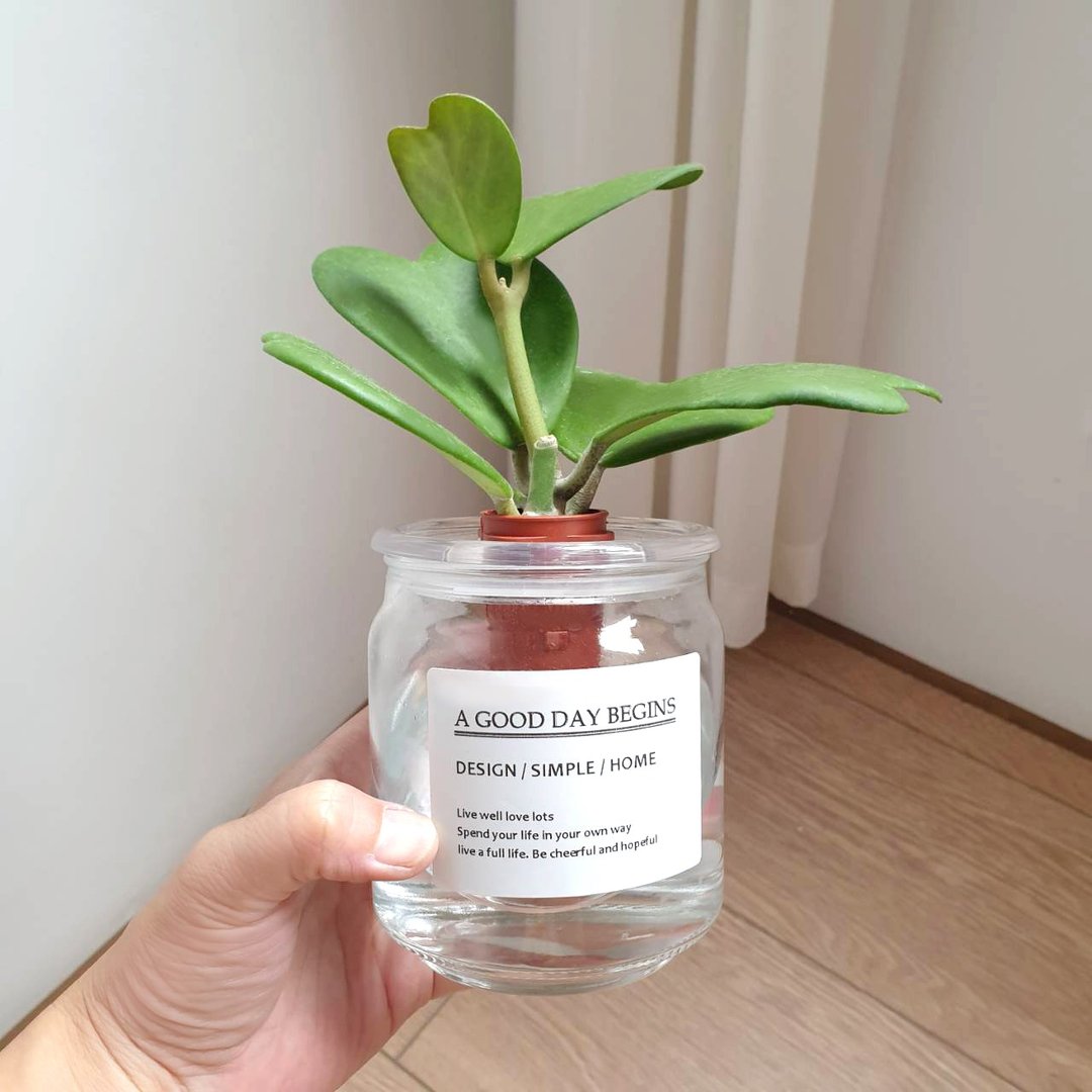 植物 心叶球兰 水耕 室内盆栽 - 植栽/盆栽 - 玻璃 绿色