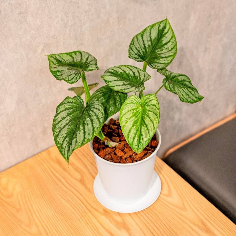 白色塑胶盆-白云蔓绿绒 - 植栽/盆栽 - 植物．花 