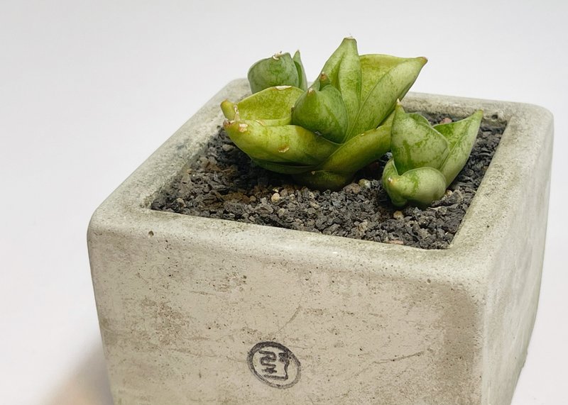 【野草不野-限时贩售】姬佛手 / 大方盆 - 植栽/盆栽 - 植物．花 绿色