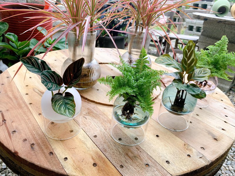 水培植栽│蕾丝蕨_室内植物 办公室盆栽 店内摆设 送礼 - 植栽/盆栽 - 玻璃 