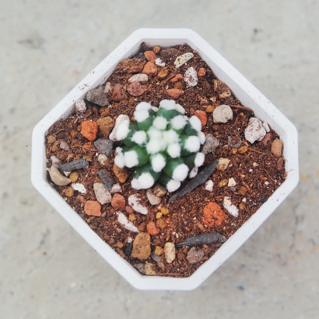 【豆豆多肉】【雪球】乔迁│送礼│升迁│多肉植物 - 植栽/盆栽 - 植物．花 