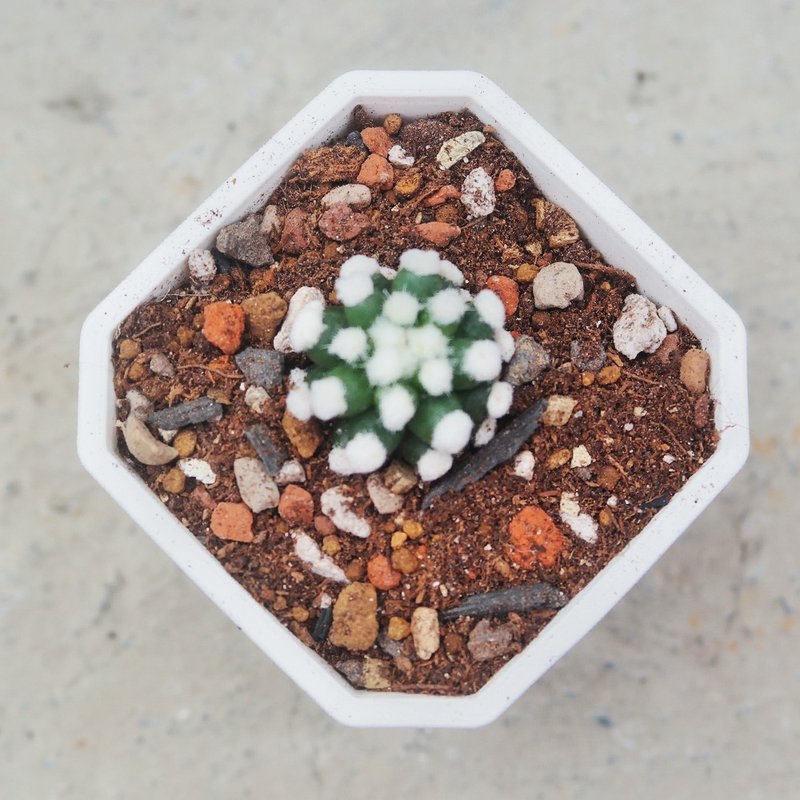 【豆豆多肉】【雪球】乔迁│送礼│升迁│多肉植物 - 植栽/盆栽 - 植物．花 