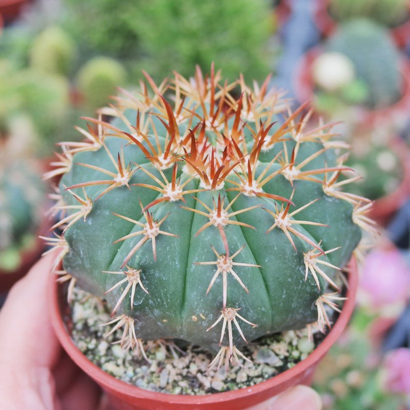 【豆豆多肉】【圆锥花座球】乔迁│送礼│升迁│多肉植物 - 植栽/盆栽 - 植物．花 透明